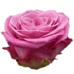New Aqua Rose d'Equateur Ethiflora